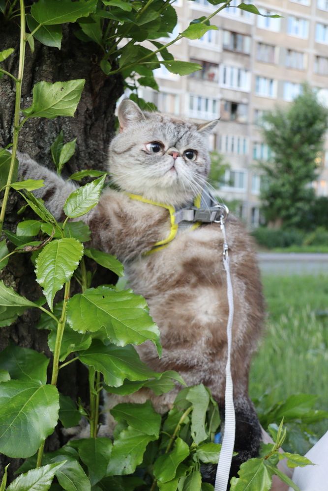 Фотография автора Юлия Чешко