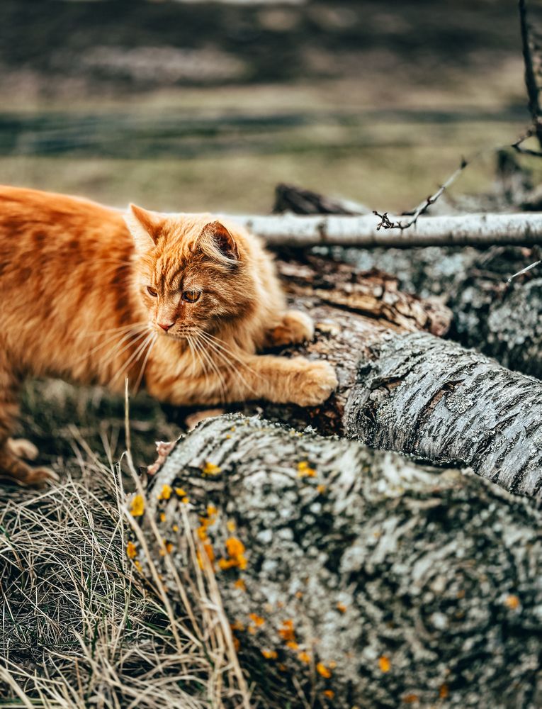 Photograph by  Ирина