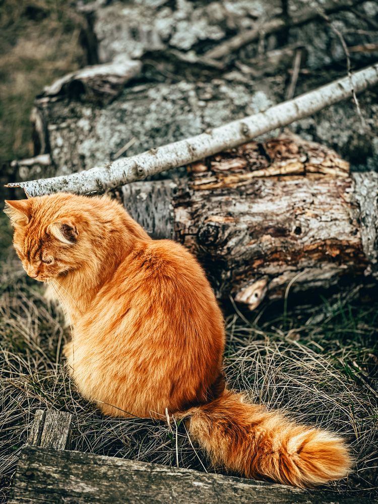 Photograph by  Ирина