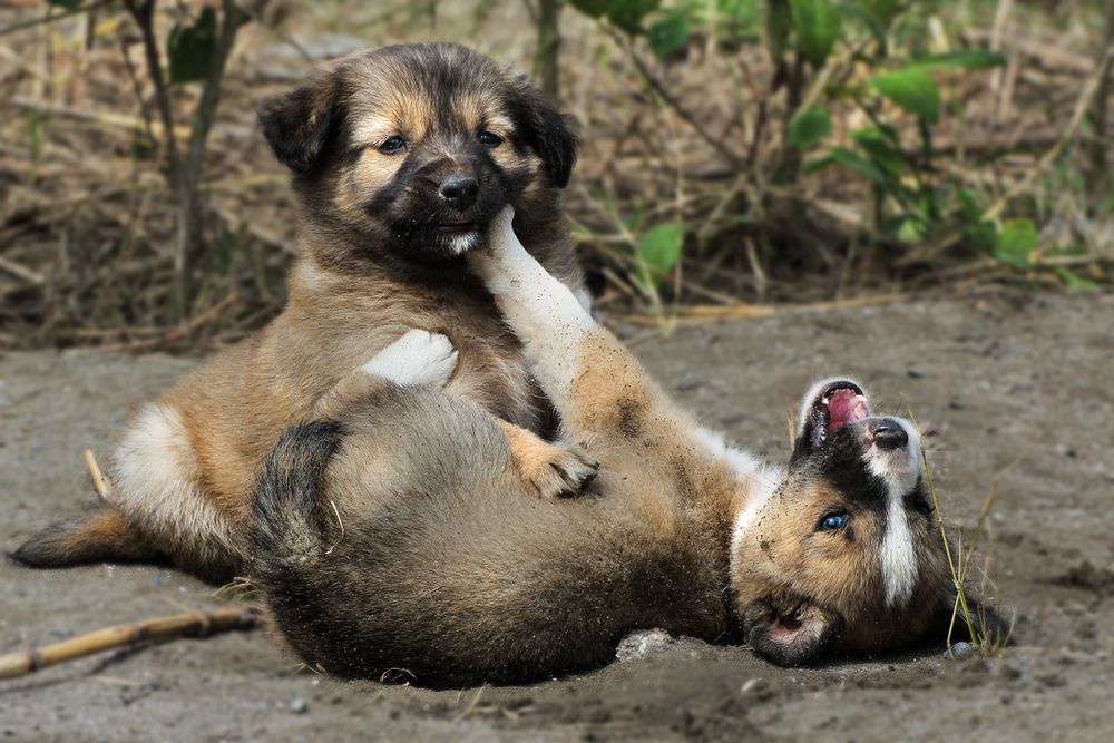 Photograph by hasan sorena jouri