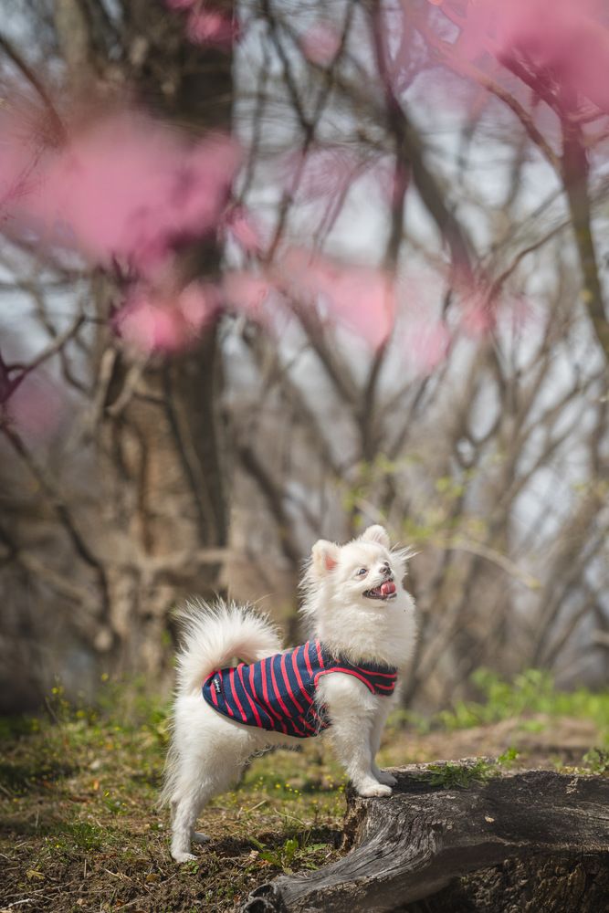 Photograph by AKAO TAITO