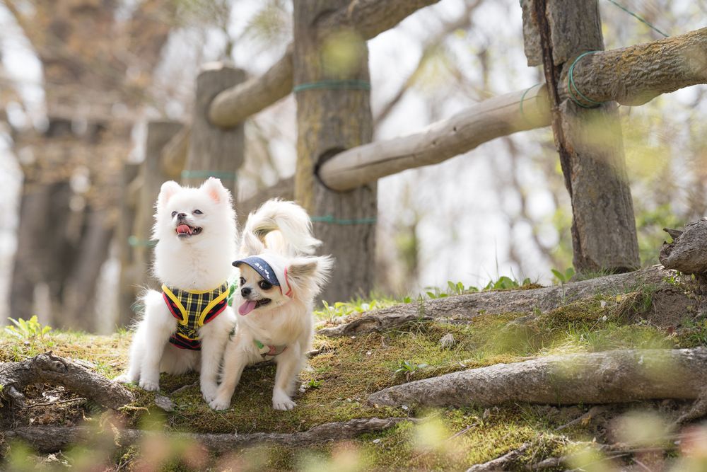 Photograph by AKAO TAITO