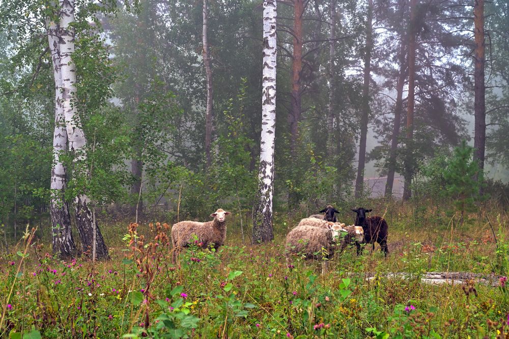 Любопытные