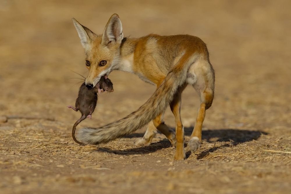 Фотография автора David Manusevich