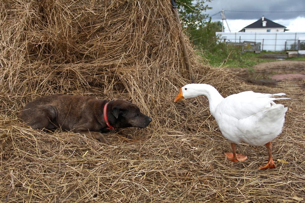 Фотография автора Наталия Мащенко