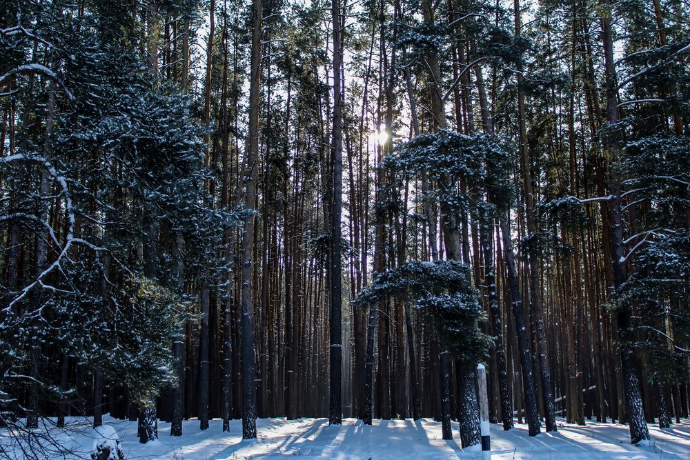 Photograph by Евгений Дрогоруб