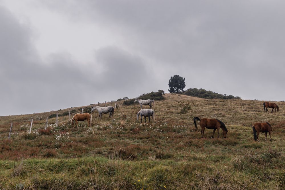 Photograph by Susie Castellano