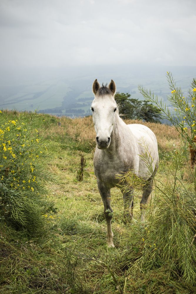 Photograph by Susie Castellano