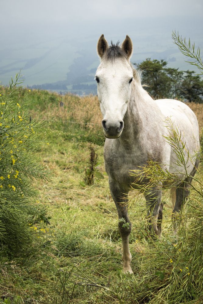 Photograph by Susie Castellano