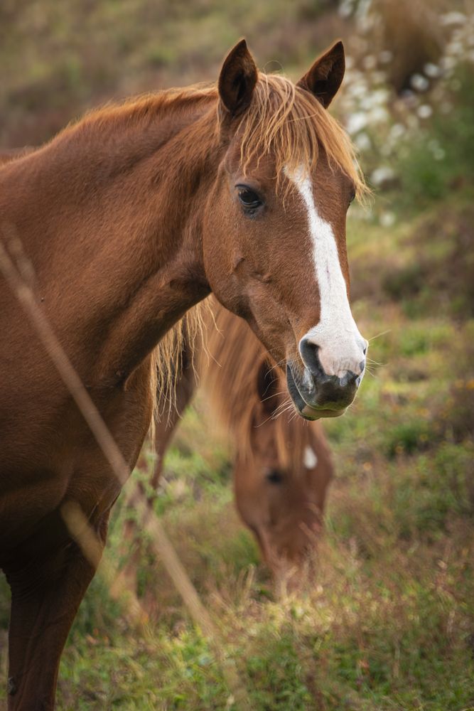 Photograph by Susie Castellano