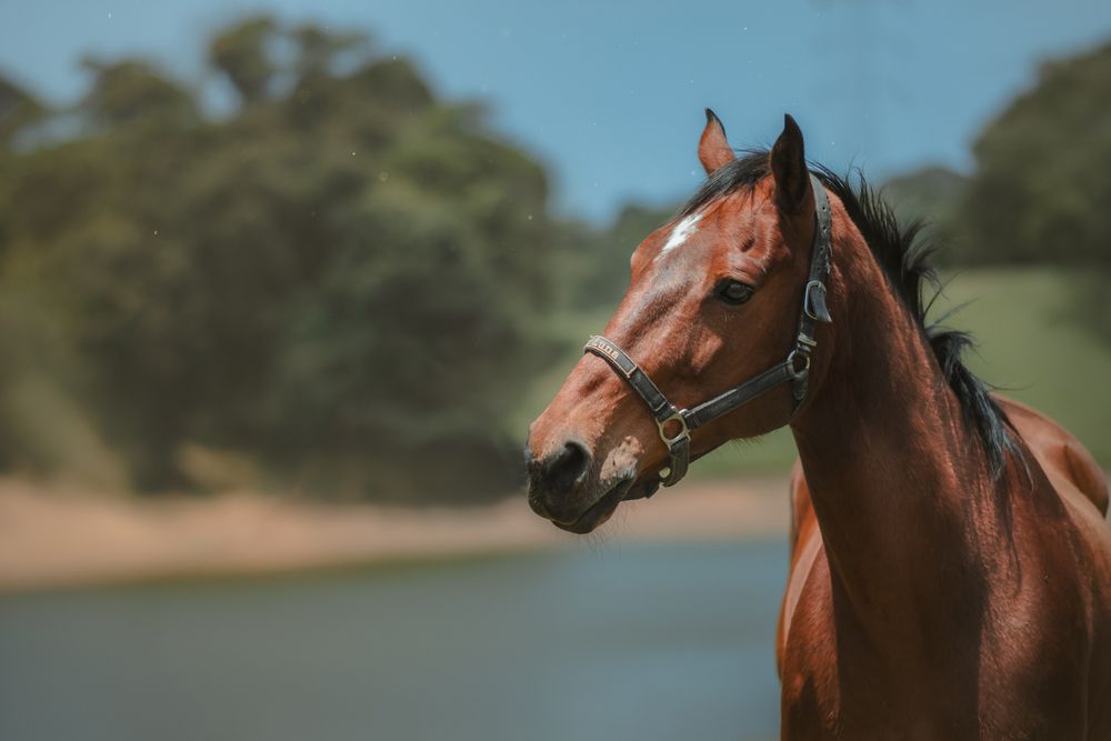 Photograph by Mauritânia Tavares