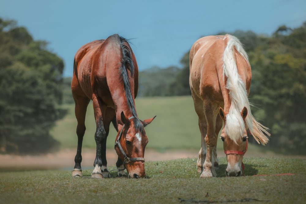 Photograph by Mauritânia Tavares
