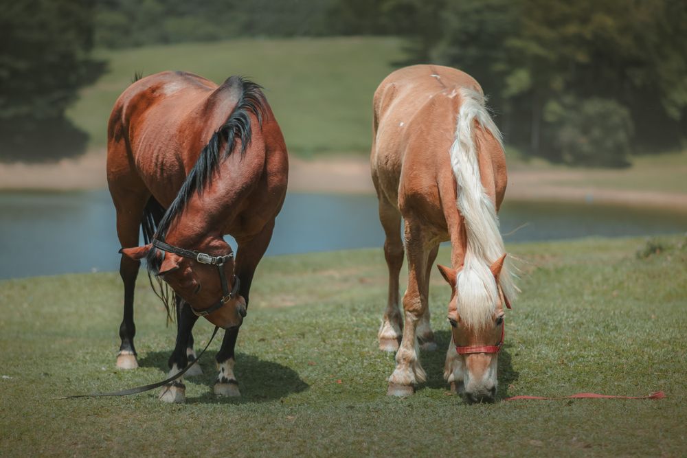 Photograph by Mauritânia Tavares