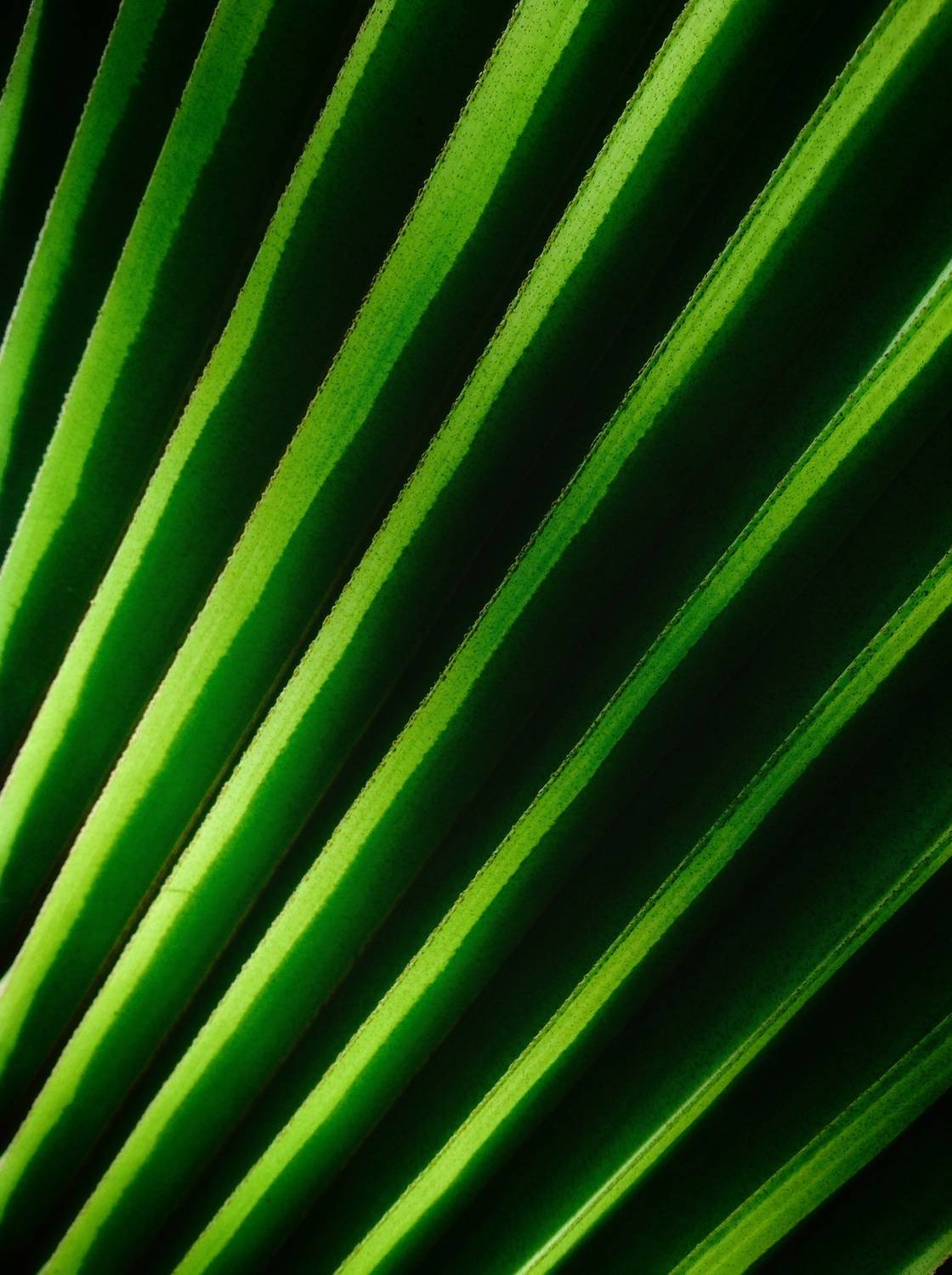 Parallel Nature Parallel Nature