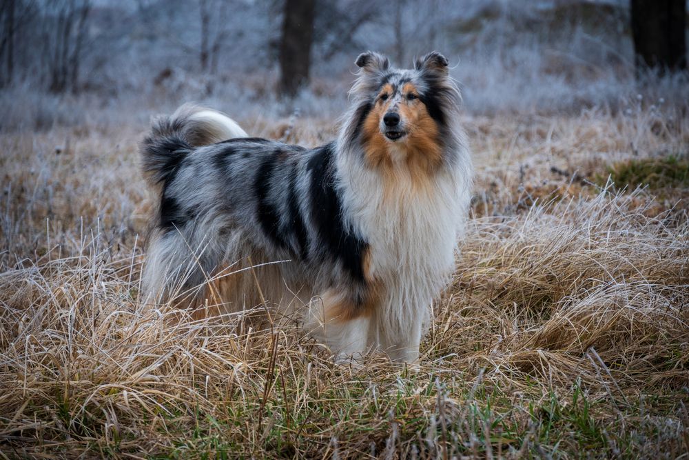 Фотография автора Dmitry BESPAMIATNYI