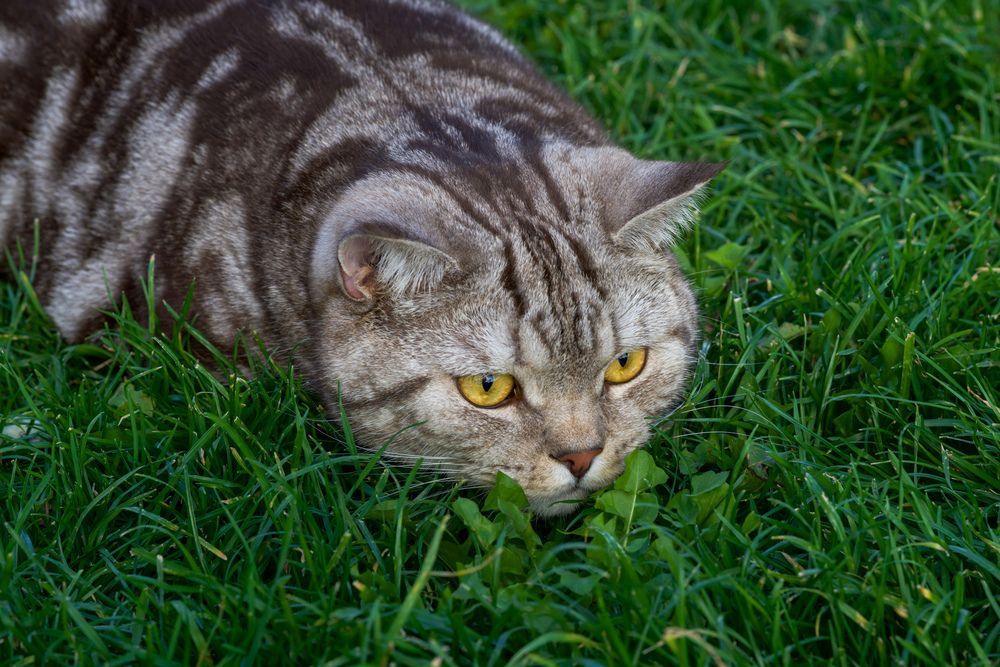 Фотография автора Viktoriya Kim