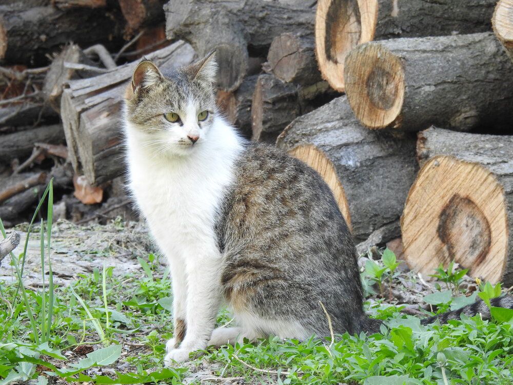 Фотография автора Shavkat Tojiyev