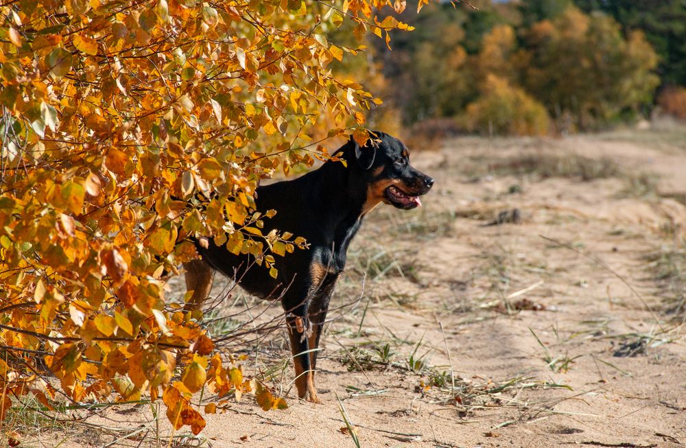 Photograph by Геннадий Лосев