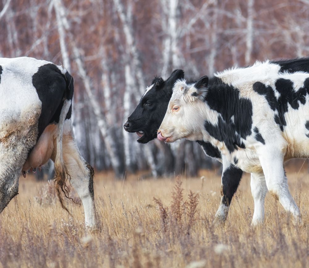 За маминым молоком.