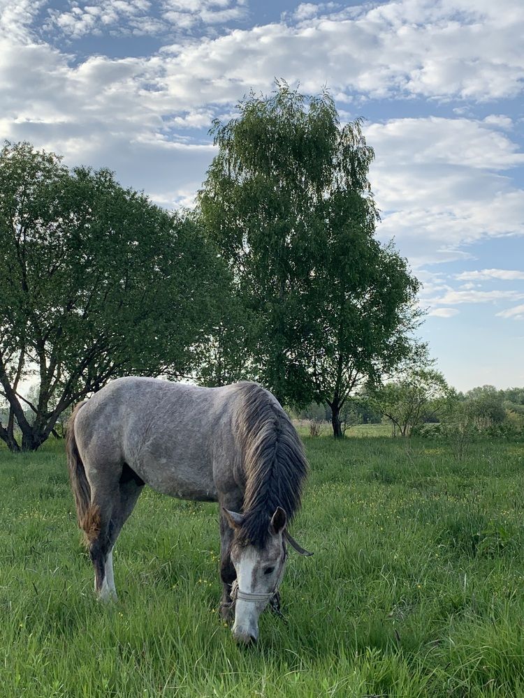 Фотография автора Ирина Шпаковская