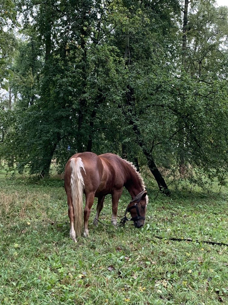 Фотография автора Ирина Шпаковская
