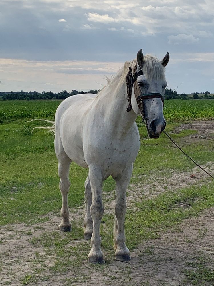 Фотография автора Ирина Шпаковская