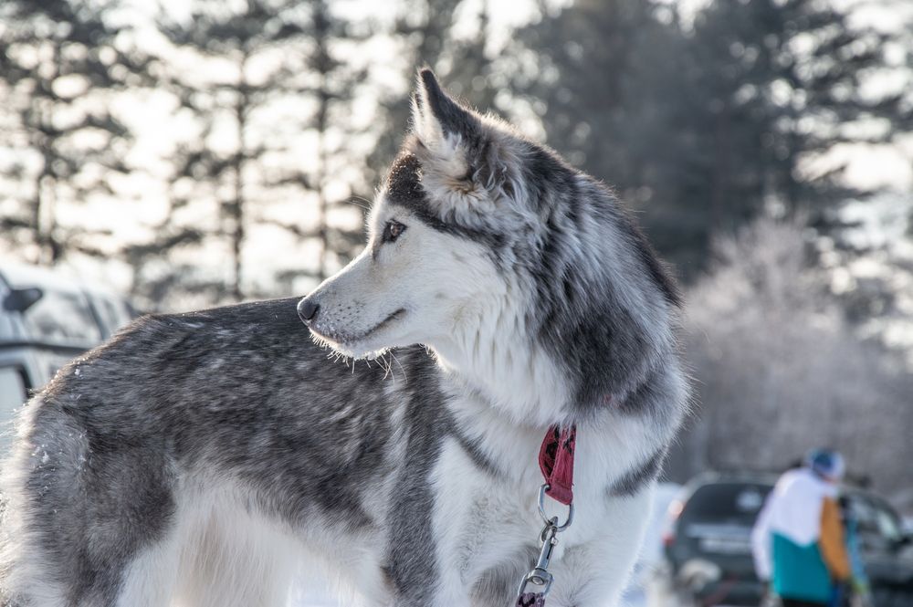 Photograph by Дмитрий Анисимов
