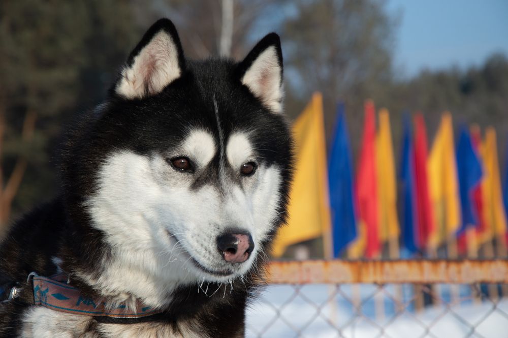 Photograph by Дмитрий Анисимов