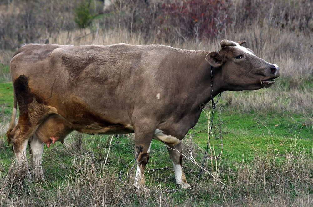 Photograph by Анатолий Святой