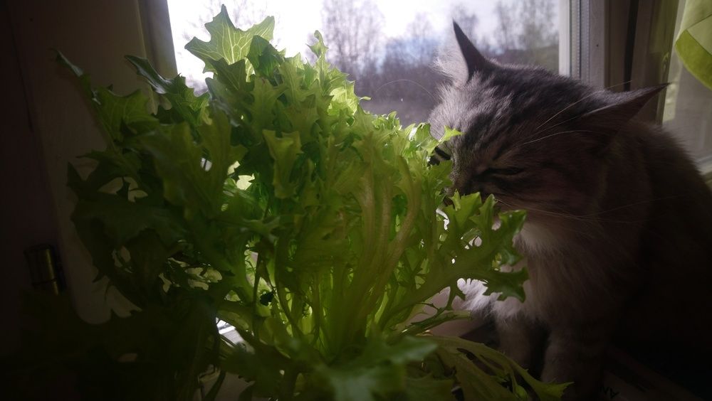 Photograph by Luiza Femin