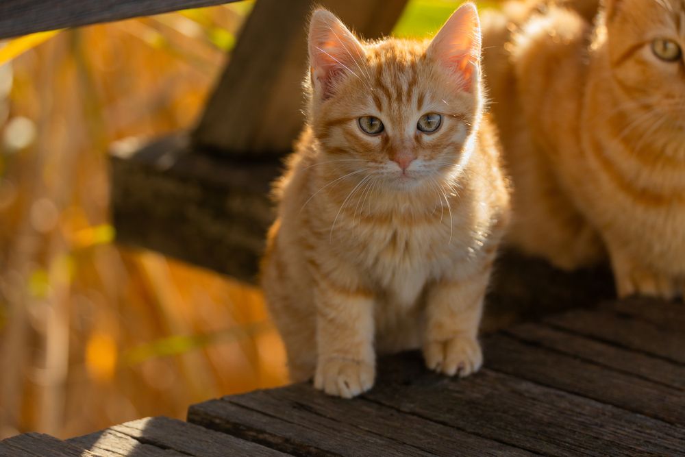 Kitten under the care of its mother