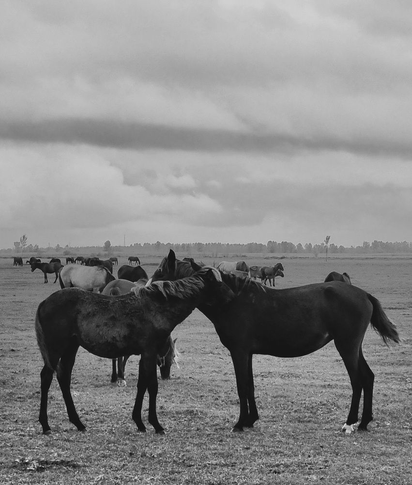 Photograph by Sam Esfahani