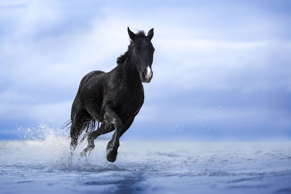 Photograph by Alessandro Grandoni