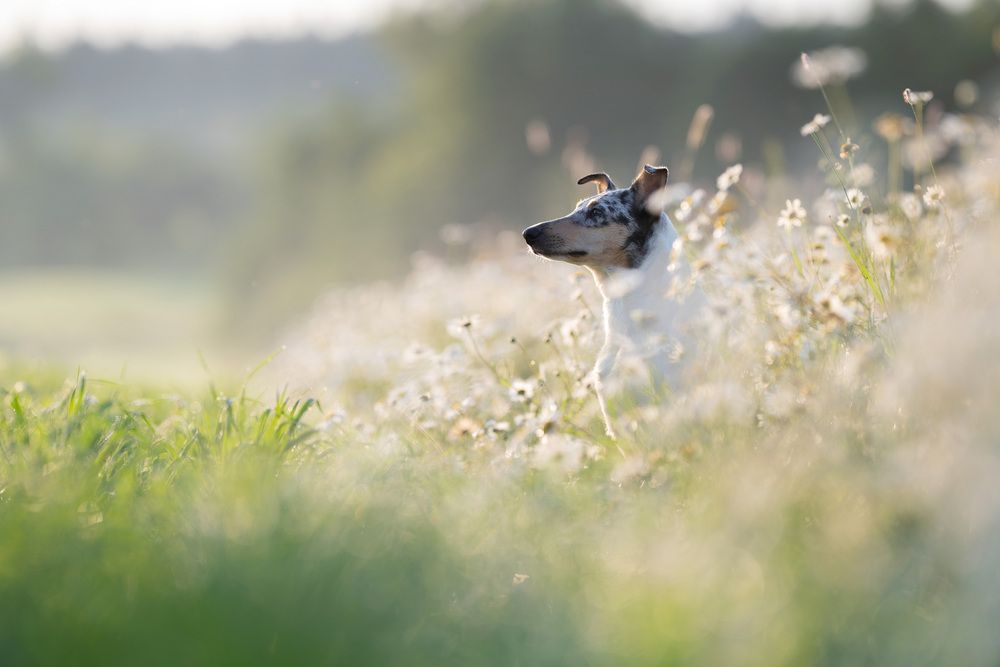 Photograph by Elena Yakuseva