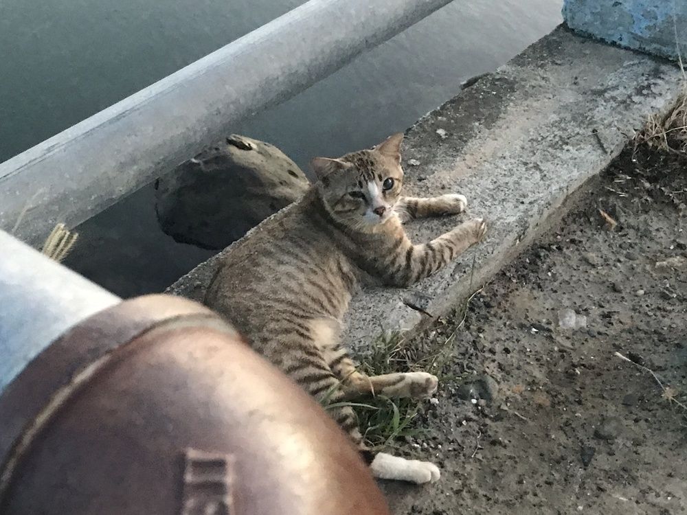 Cat on the beach in beautiful atmosfer