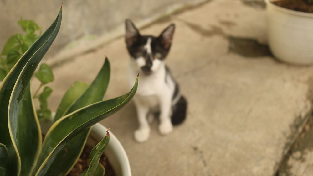 Photograph by Deasy Junita Dhani Hidayana