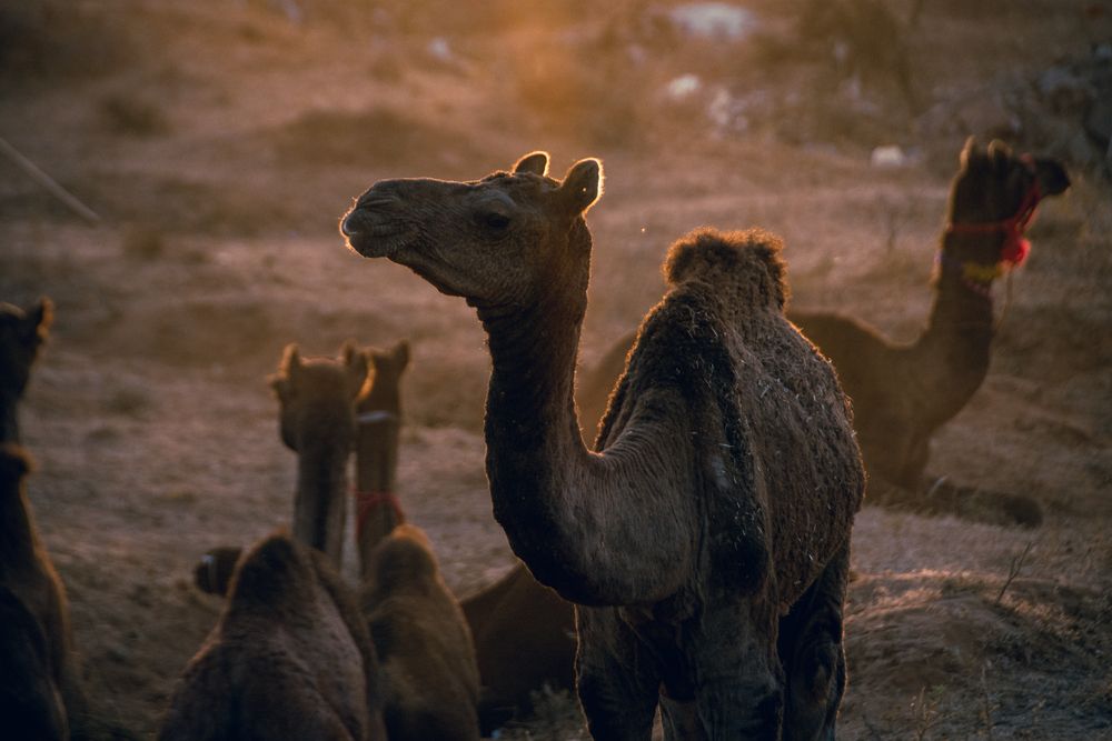 Photograph by prashant bamnawat
