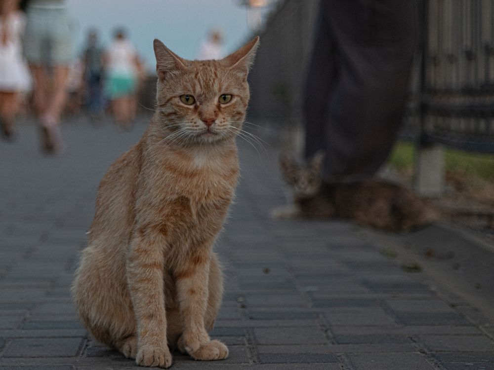 Photograph by Дмитрий Давидов