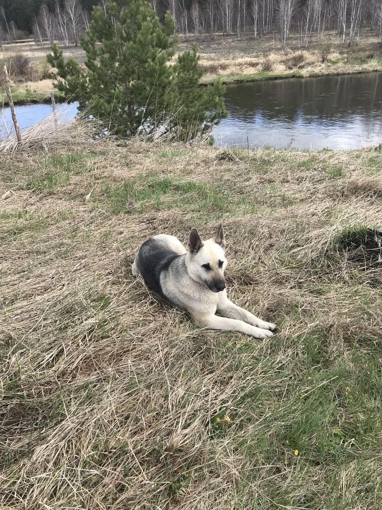 Санта на прогулке.