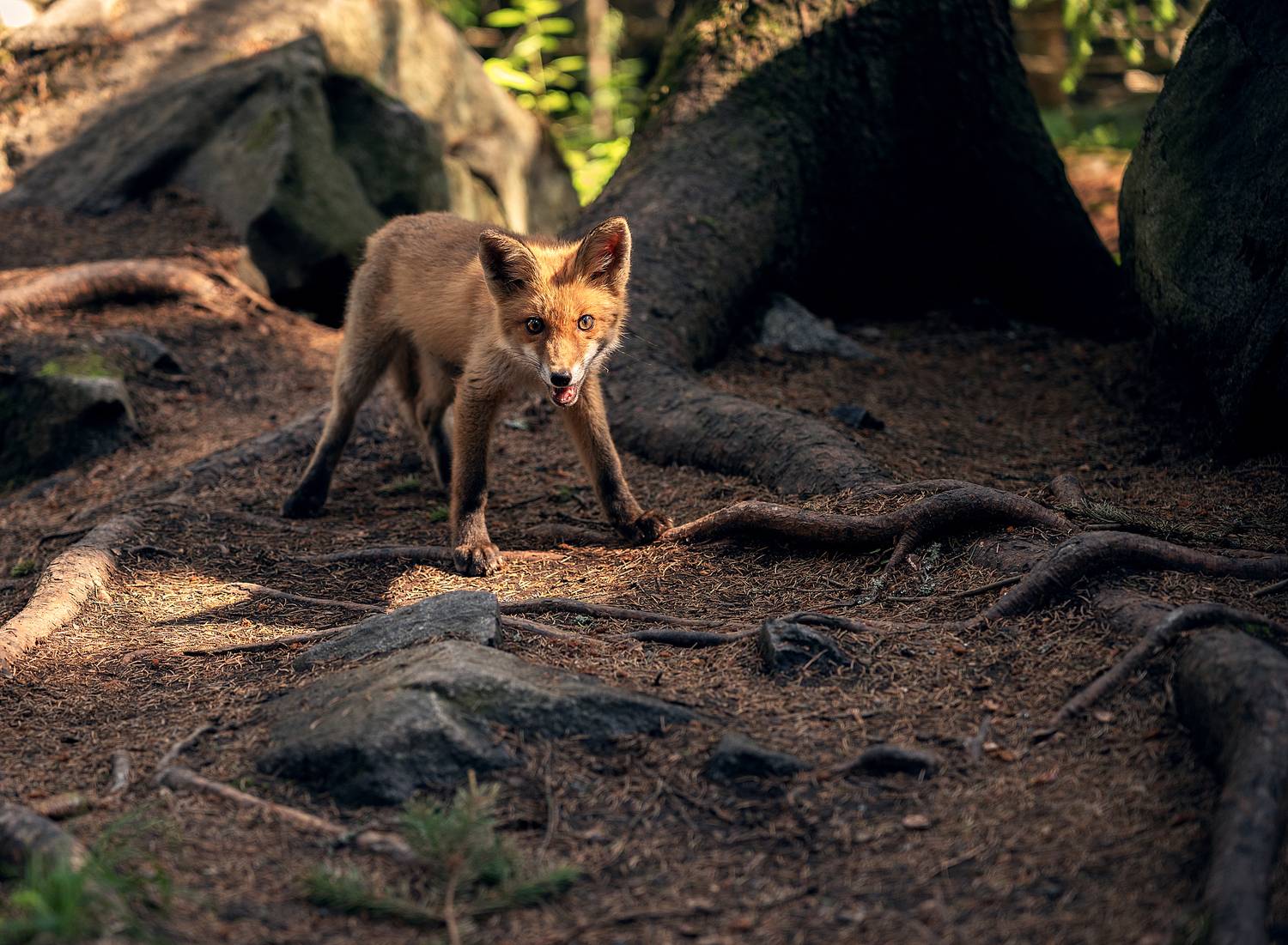 Фотография #12792045