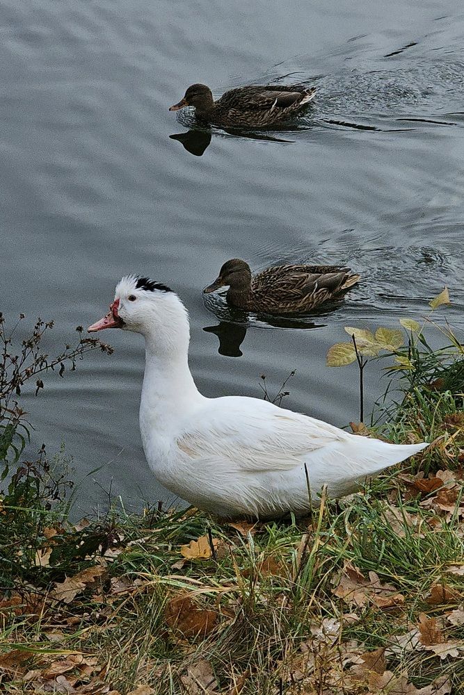 Photograph by Людмила Локтионова