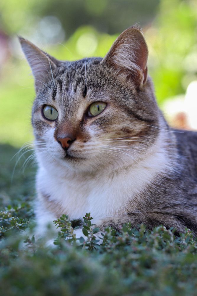 Фотография автора Мещерская Виктория