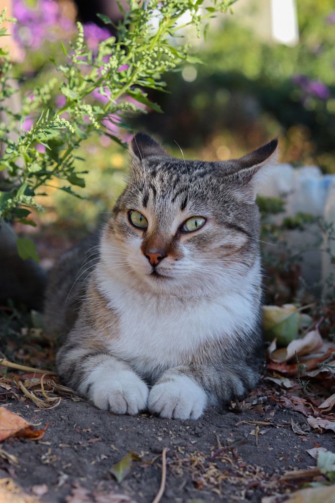 Фотография автора Мещерская Виктория