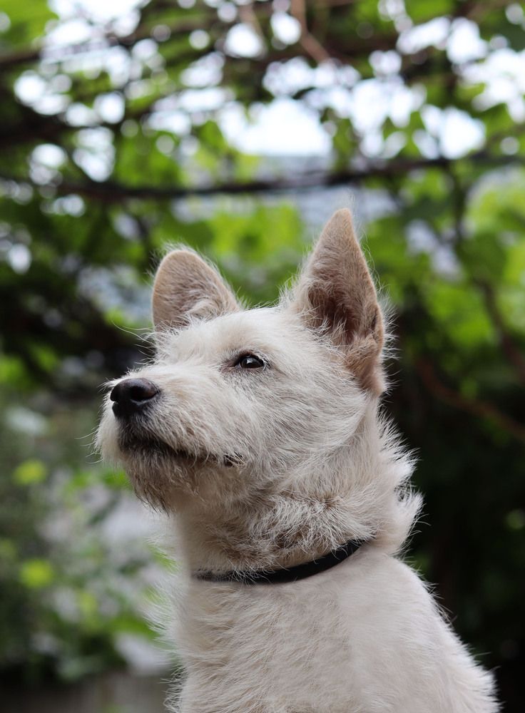 Фотография автора Мещерская Виктория