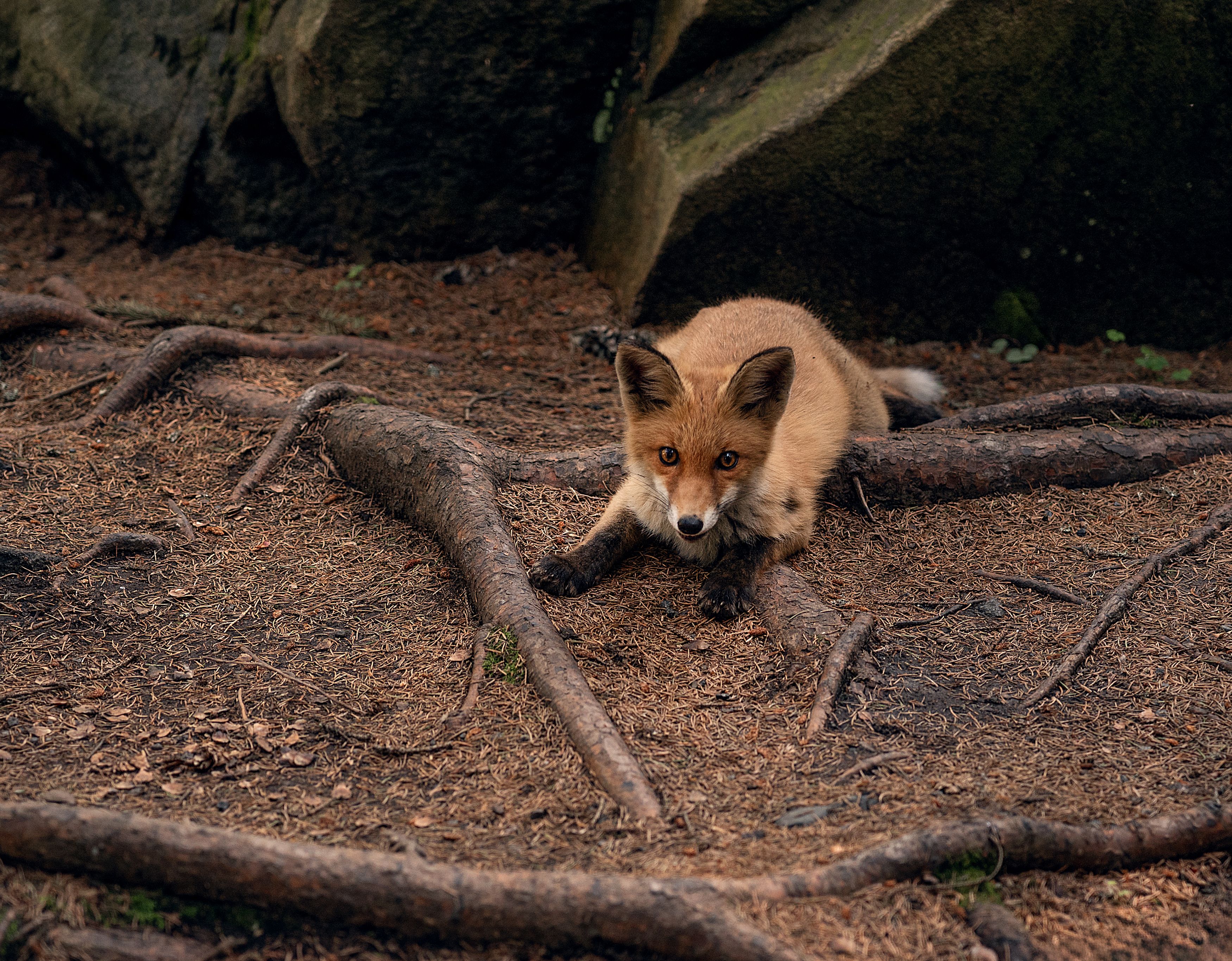 Photograph by Светлана Шахин