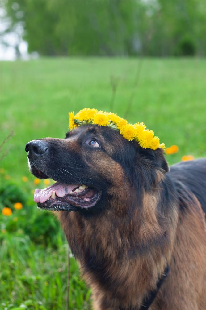 Венок из одуванчиков