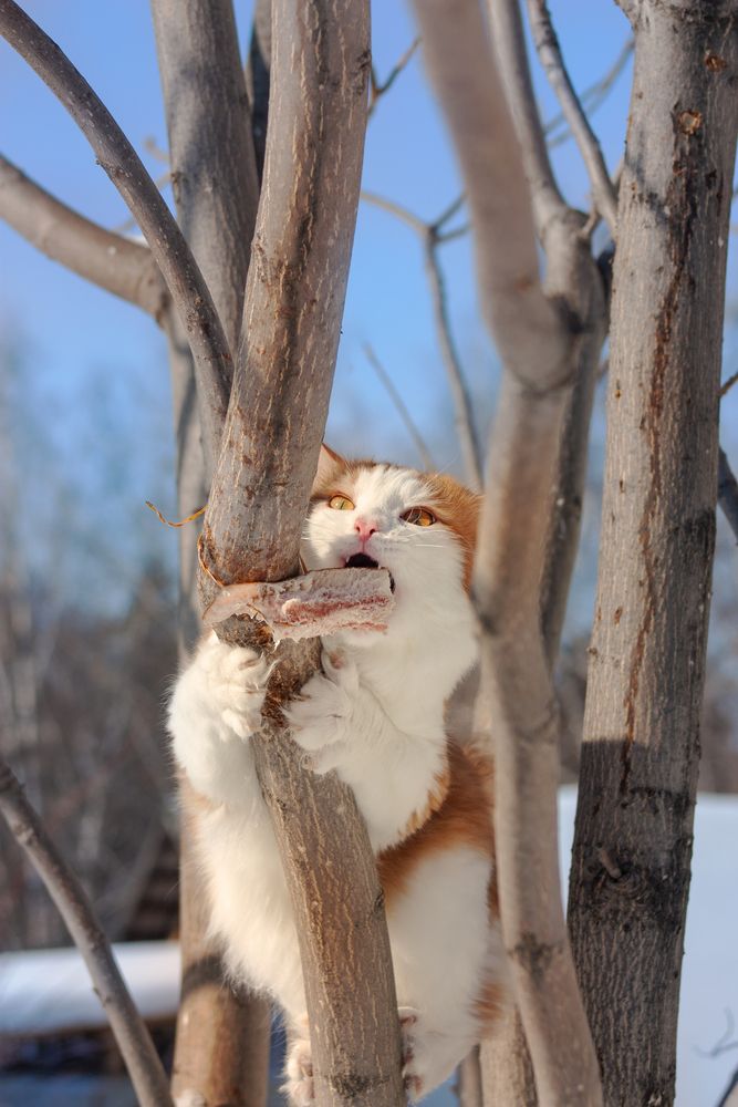 Страшнее кошки зверя нет.