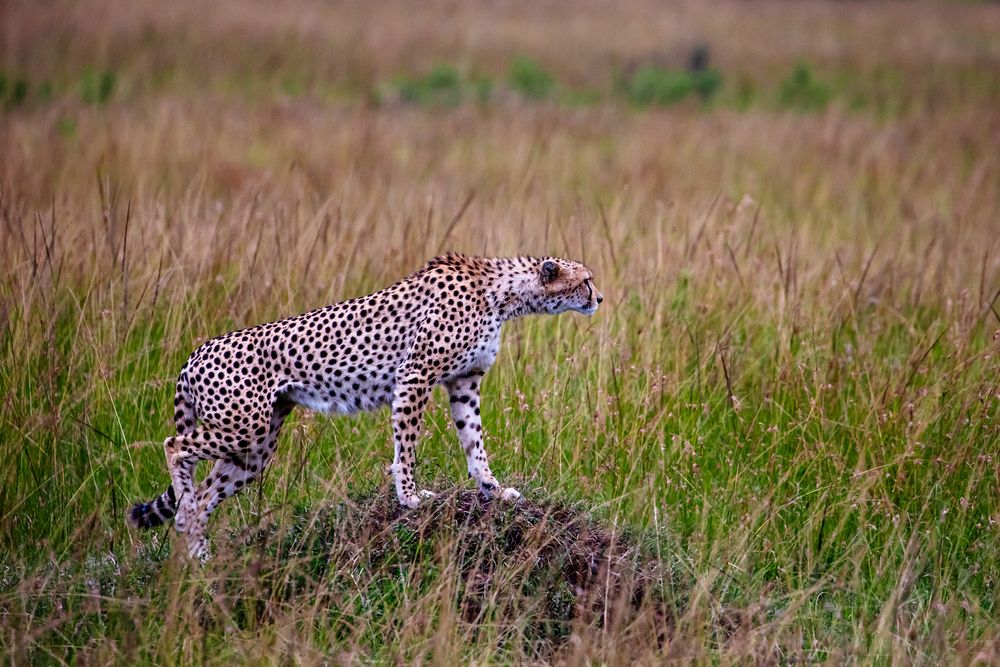 Photograph by Vita Potomova