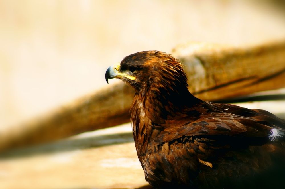 Фотография автора Hvabek Kim