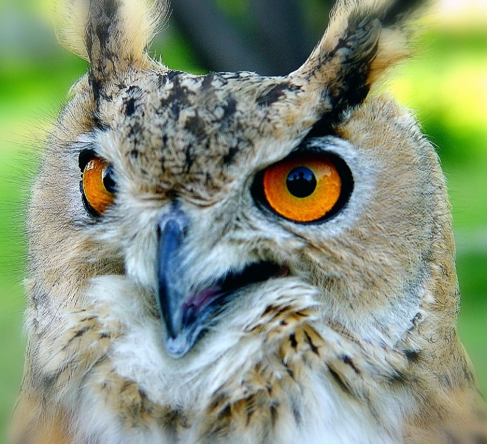 Фотография автора Hvabek Kim